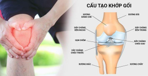 Vị trí của dây chằng chéo trước trong khớp gối