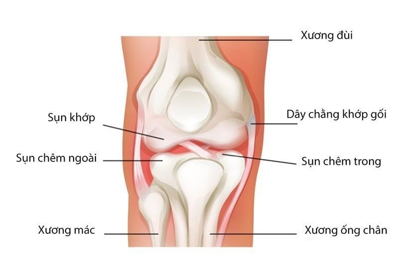 Cấu tạo cơ bản của sụn chêm
