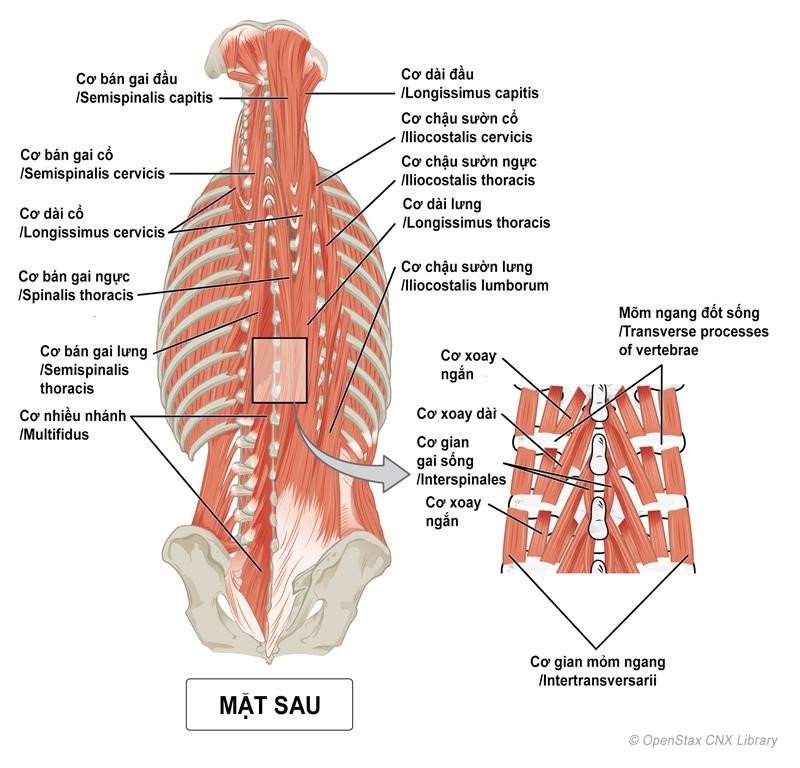 Vị trí của cơ và nhóm cơ sâu vùng lưng