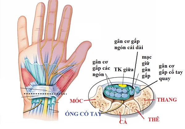 Cấu tạo và chức năng của bàn tay
