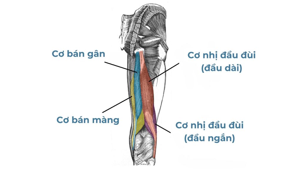 Cấu trúc của nhóm cơ Hamstring gồm 3 loại cơ là cơ bán gân, cơ bán màng và cơ nhị đầu đùi