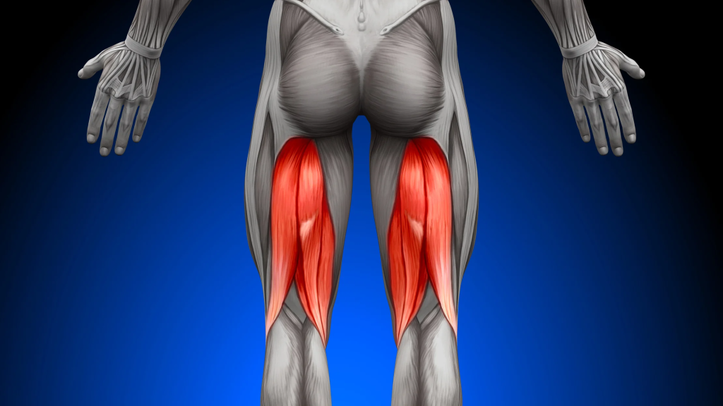 Cơ Hamstring thực hiện hoạt động chính là gập khớp gối và duỗi khớp háng