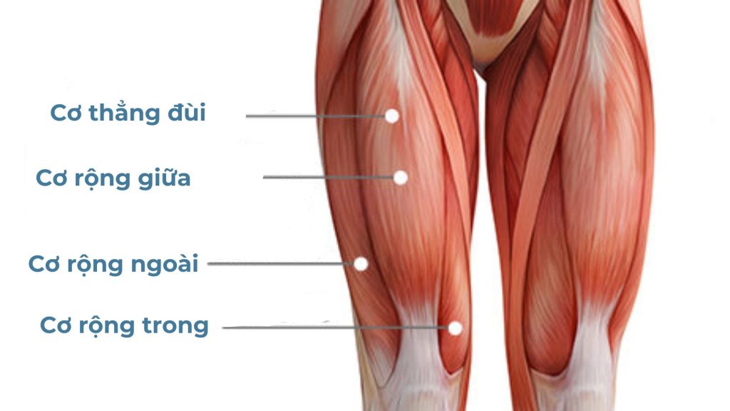 Nhóm cơ tứ đầu đùi gồm 4 loại cơ chính