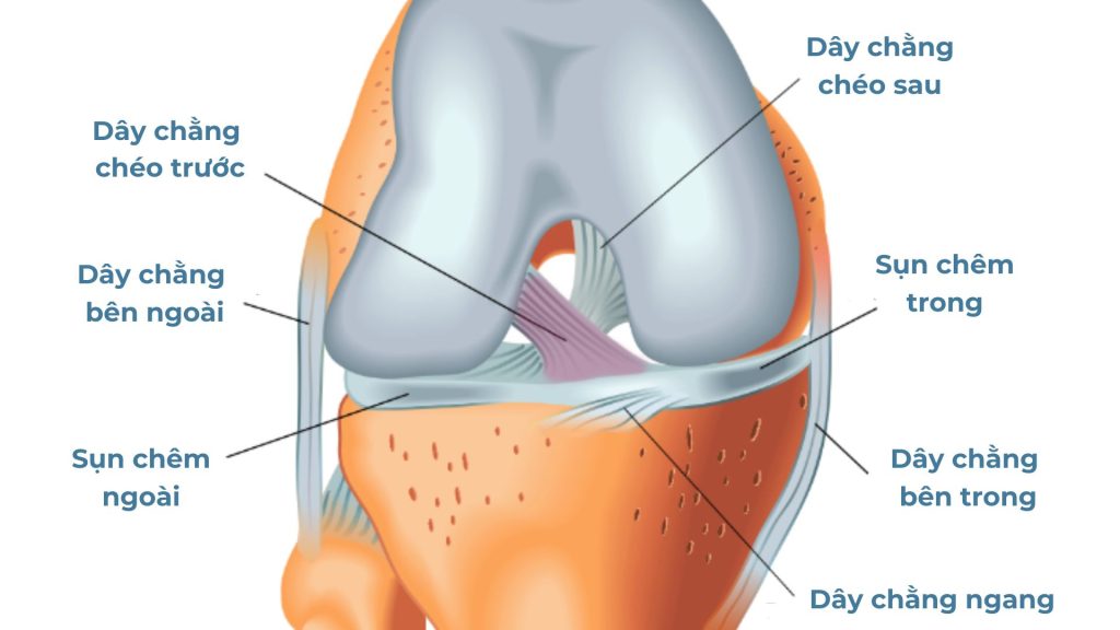 Dây chằng chéo trước nối giữa xương đùi và xương chày