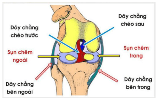 Cấu tạo của dây chằng chéo khớp gối