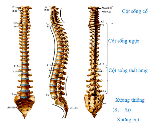 Cấu tạo của cột sống