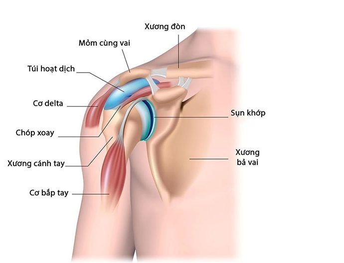 Cấu trúc khớp vai