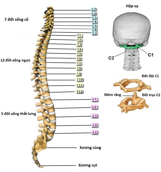 5 đốt sống thắt lưng của người trưởng thành