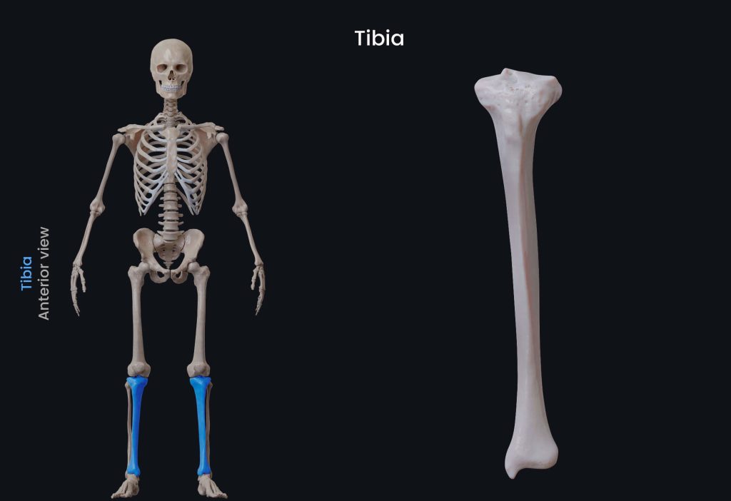 Xương mác