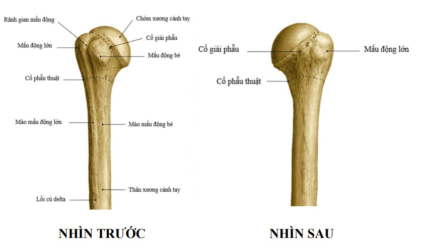 Đầu trên xương cánh tay