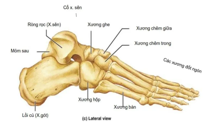 Ảnh minh hoạ xương bàn chân