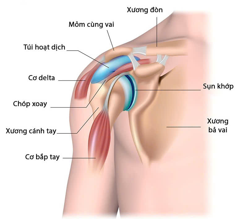 Vị trí cơ chóp xoay