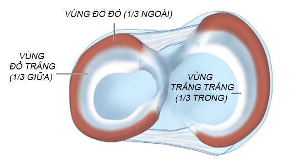 Cấu tạo sụn chêm trong khớp gối