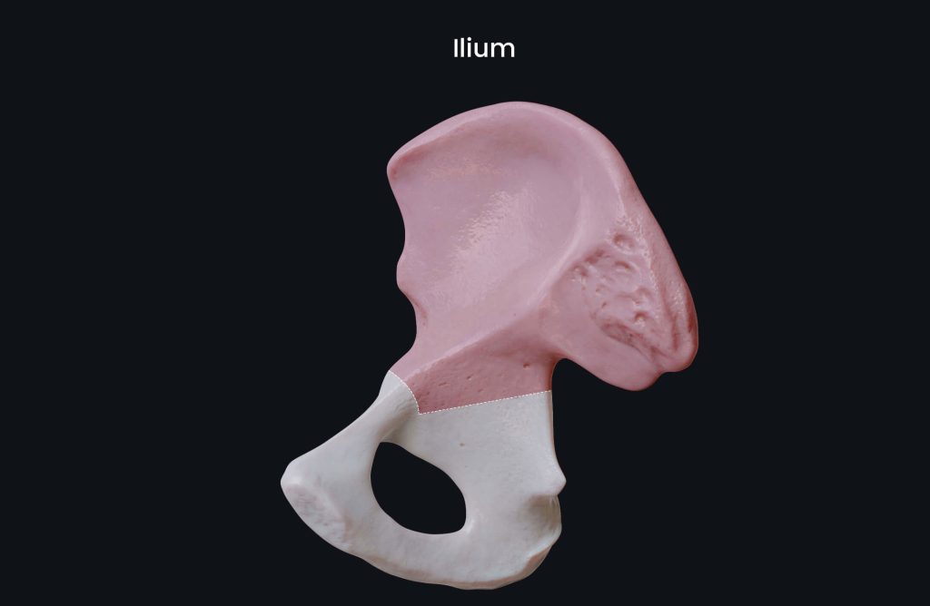 Xương cánh chậu 