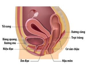 Rối loạn chức năng cơ sàn chậu