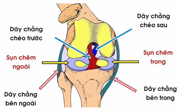 Thời gian hồi phục sẽ chịu ảnh hưởng từ vị trí rách sụn chêm