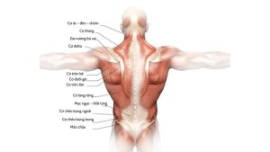 Cấu trúc cơ lưng