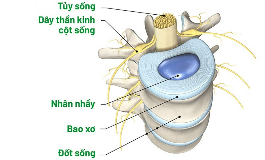 Cấu trúc của mô mềm đốt sống