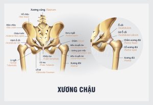 Đặc điểm của xương chậu