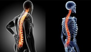 Cột sống hỗ trợ dẫn truyền tín hiệu đến tay chân một cách trơn tru