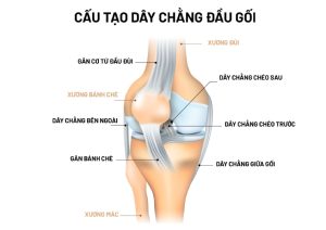 Cấu trúc bên trong dây chằng chéo gối