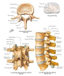 Tổng quát về cột sống thắt lưng